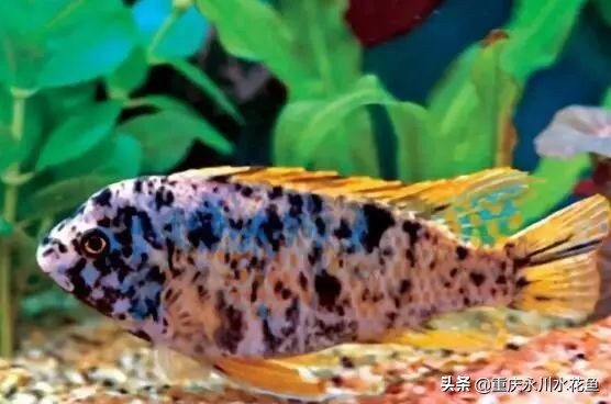 十大最好看的观赏鱼,观赏鱼100种形态