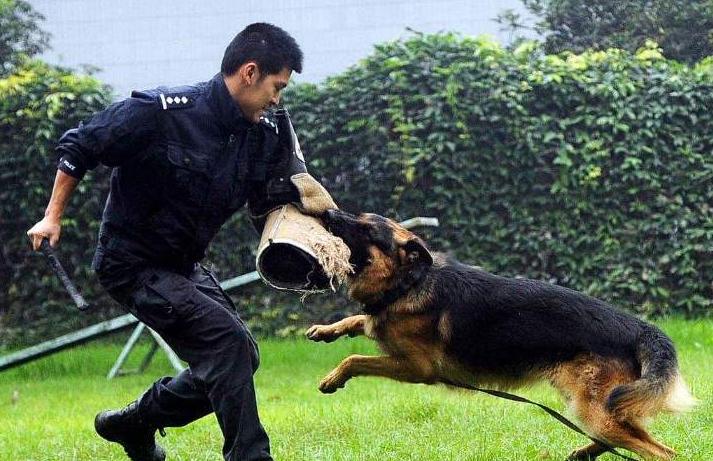 德国牧羊犬犬种介绍,德国牧羊犬是不是危险犬种