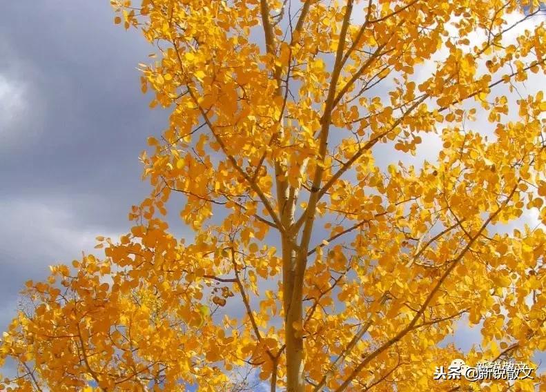 最常见的杨树,杨树属于什么树木类型