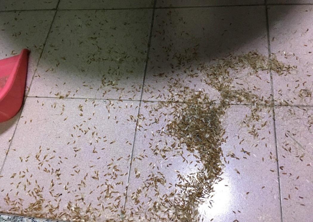 梅雨季节爆发的飞蚁，带着特有的“部落习俗”入侵南方