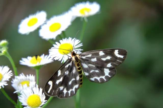 传说中的蛊虫真的有吗,传说中的扑棱蛾子
