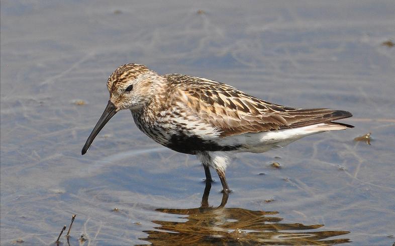 广东常见鸟类图谱图文,广东常见鸟类图谱