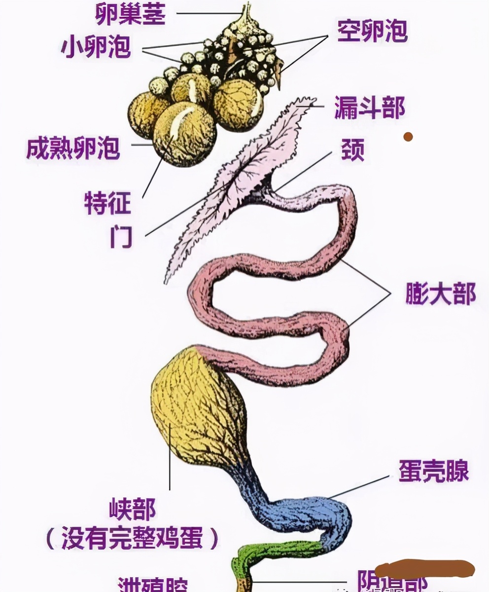 你知道吗母鸡一天能下250个蛋,母鸡下蛋大约多少天能下