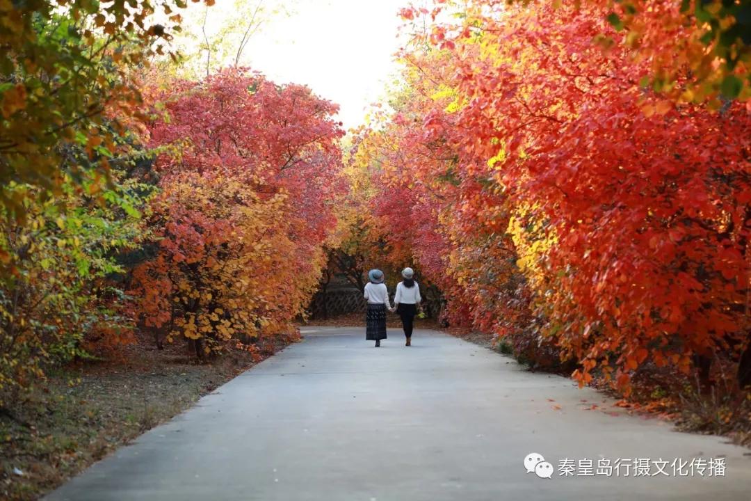 秦皇岛秋天美景,秦皇岛秋天落日和晚风
