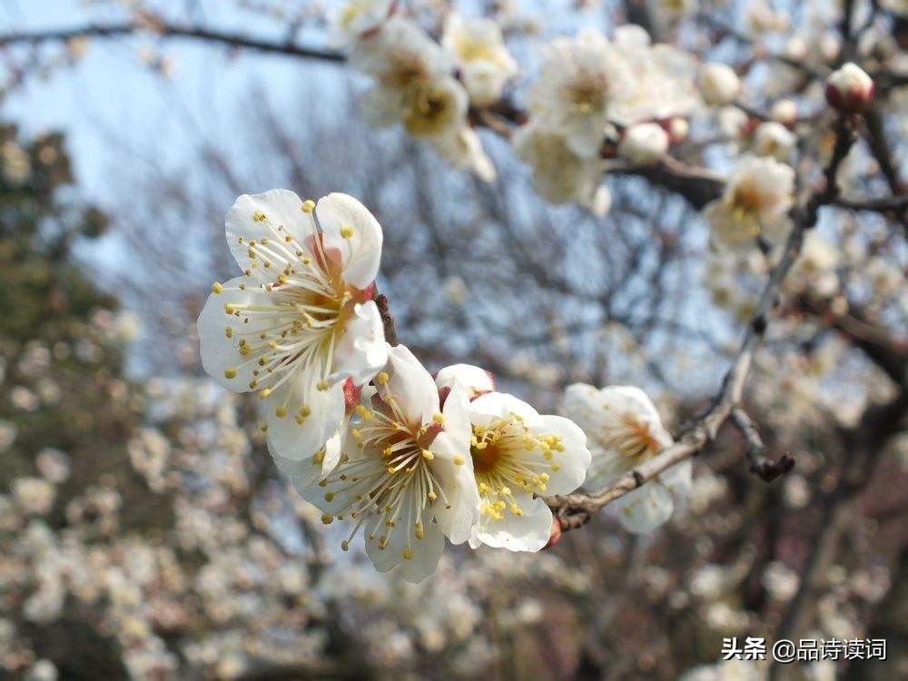 卢梅坡的七言诗有哪些,卢梅坡的诗有哪些