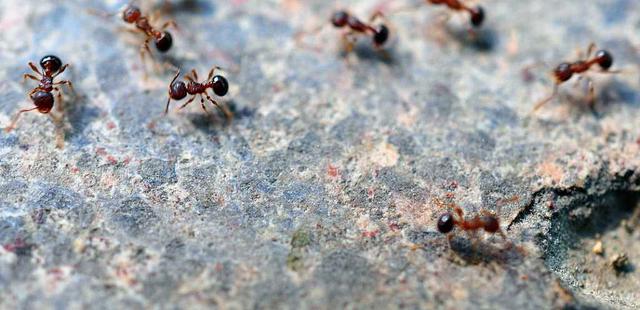 蚂蚁搬家是要下雨的预兆还是象征,为什么蚂蚁搬家要下雨呢