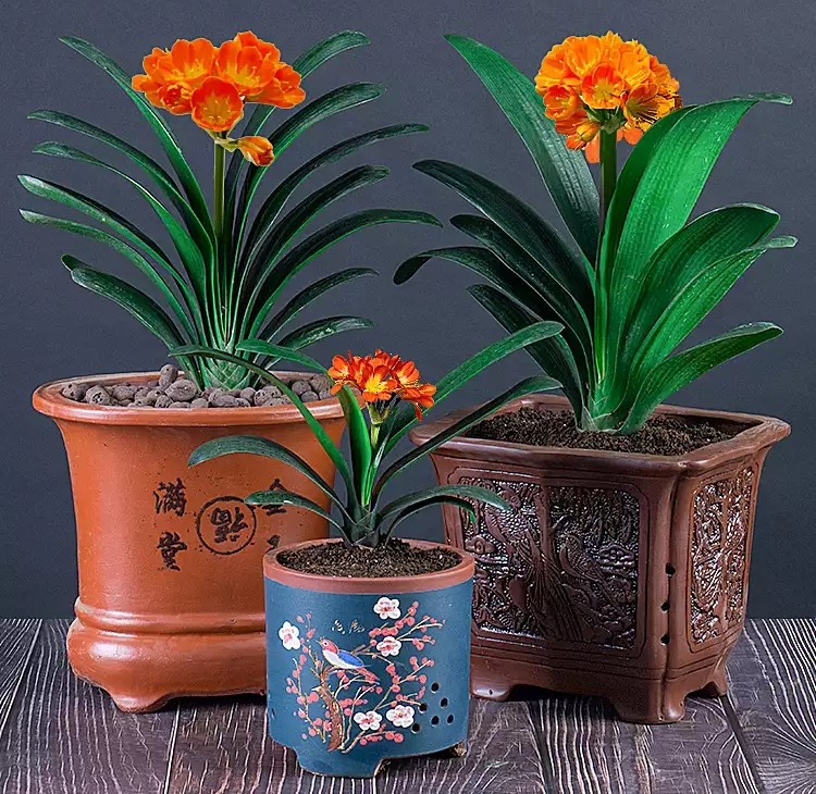 君子兰开花期间可以换盆吗,君子兰开花可以换盆浇透水吗