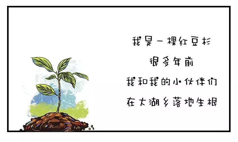 红豆杉树皮有哪些副作用,红豆杉树皮煮水可以抗癌吗