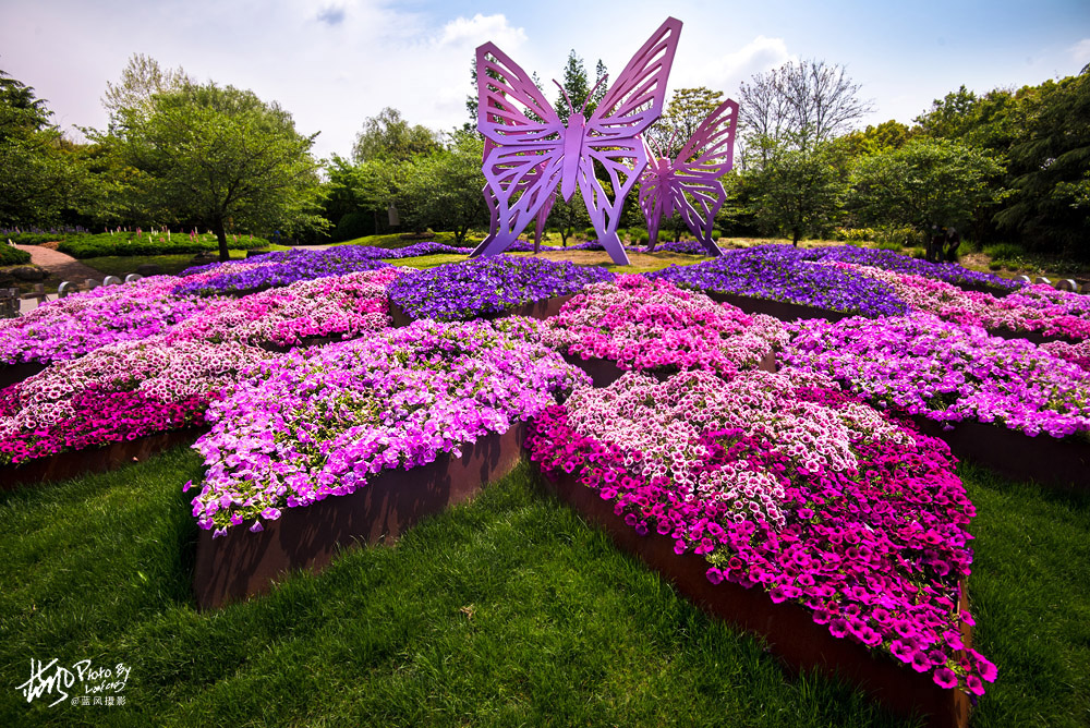 上海国际花展一览表,上海国际花展一览