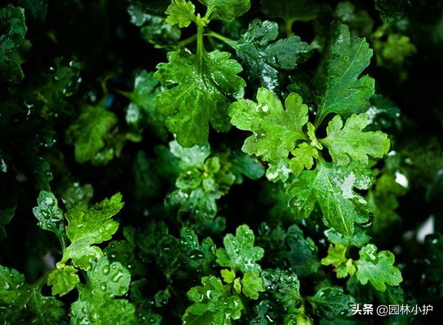 端午节驱五毒的寓意,端午节用什么植物驱邪去病