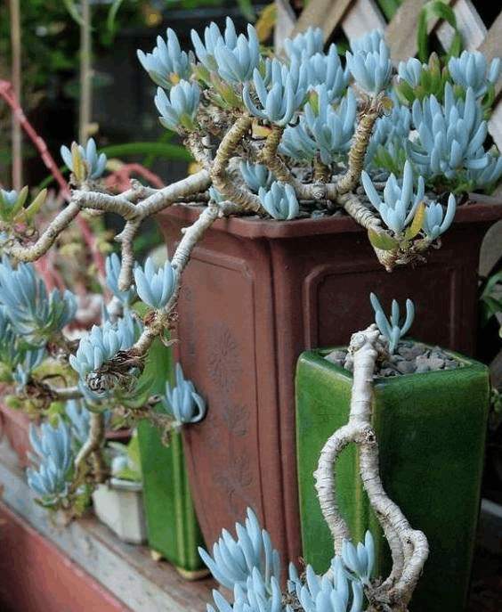 别被多肉假老桩“欺骗”，和真老桩不在一个档次，价格差几倍