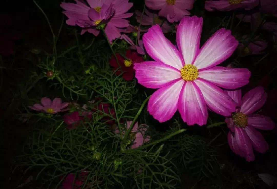 深圳莲花山真的美,深圳莲花山有什么特别的地方