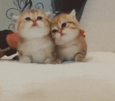 养猫好还是养狗好玄学,玄学上养猫有什么影响