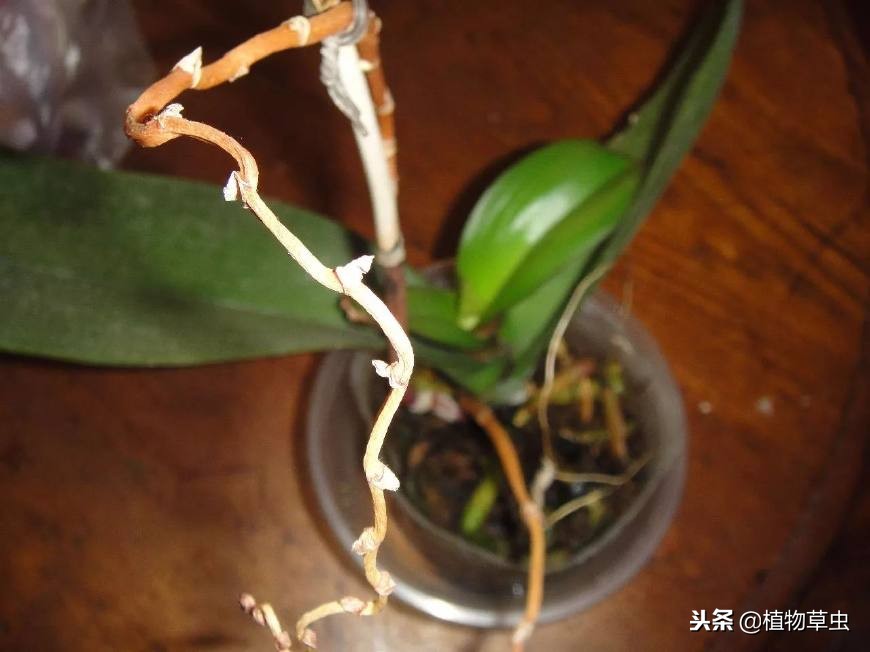 为什么买回来的蝴蝶兰花苞都枯了,蝴蝶兰慢慢枯萎是怎么回事