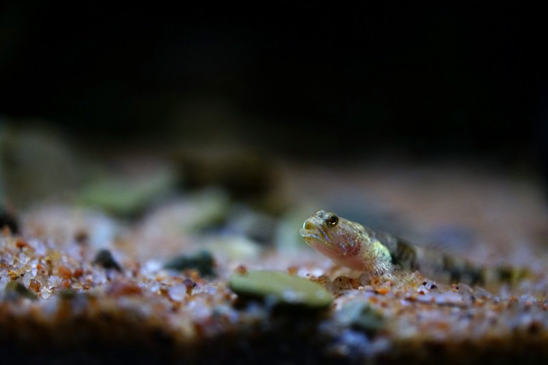 南美水族论坛推荐,南美水草造景论坛