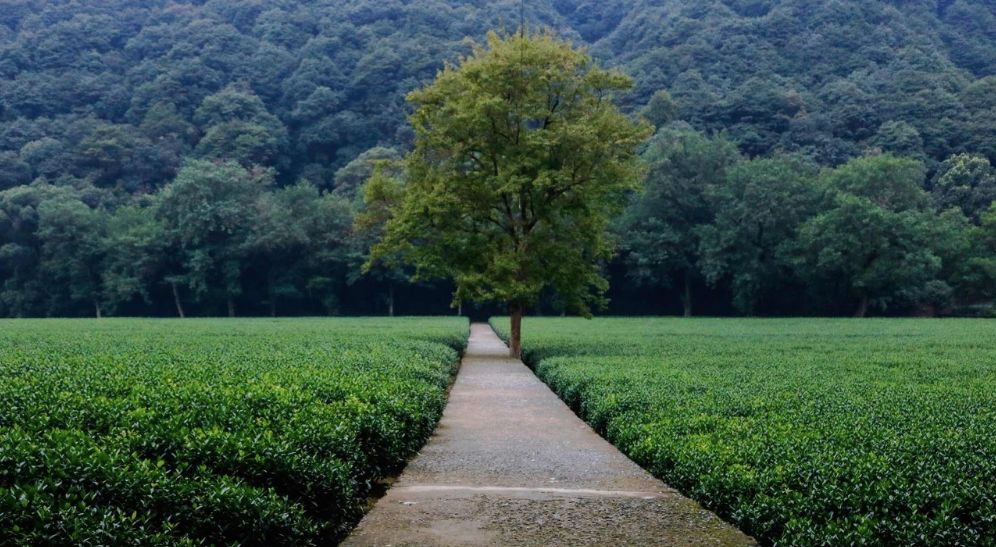 亲测旅游攻略,旅游团游西湖攻略线路地图