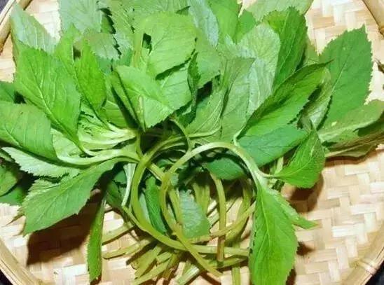 武穴又到挖野菜的时候了,江边好多人都在挖野菜,你吃了吗?
