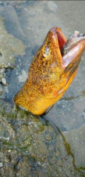 野生黄鳝与人工饲养黄鳝的区别,野生的黄鳝跟饲养的有什么区别