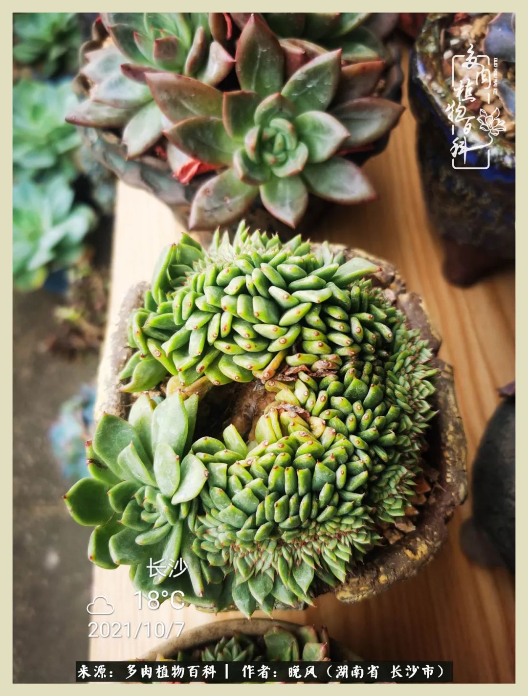 摇身一变成了奶爸,摇身一变成为打工人