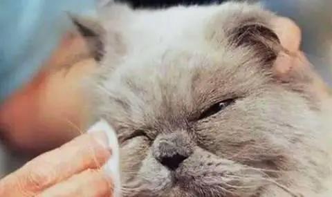 喵星人有眼睛吗,喵星人太好动怎么办