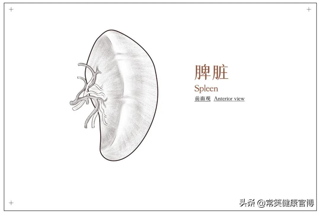 肝脏强脾弱症症状,肝脏功能减退导致脾大