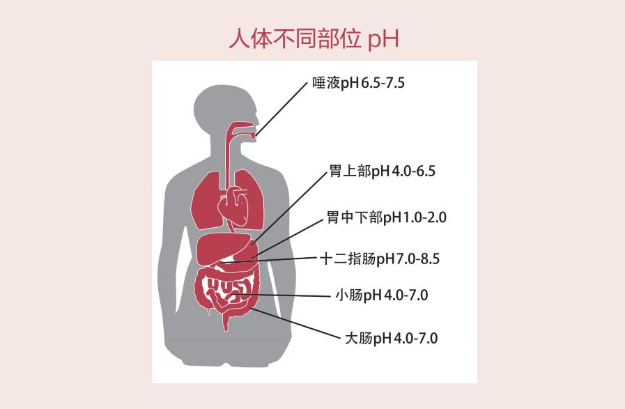 食物有酸碱性之分,人体有“酸性”“碱性”之说吗?