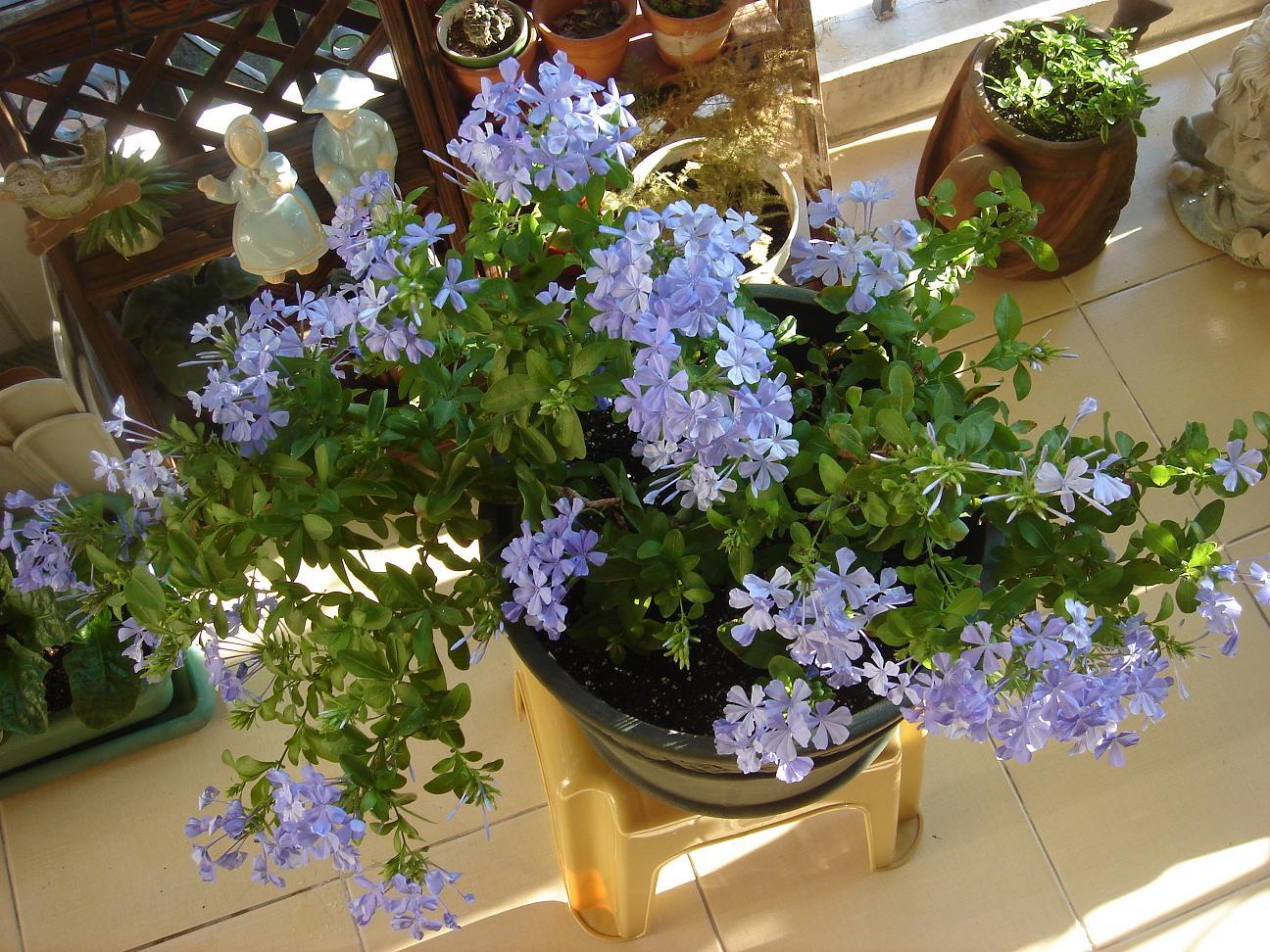 这些花“好看又好养”，不怕高温不怕晒，适合新手夏天养