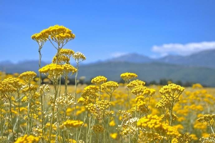 国外仿制云南白药,比较正宗的云南白药