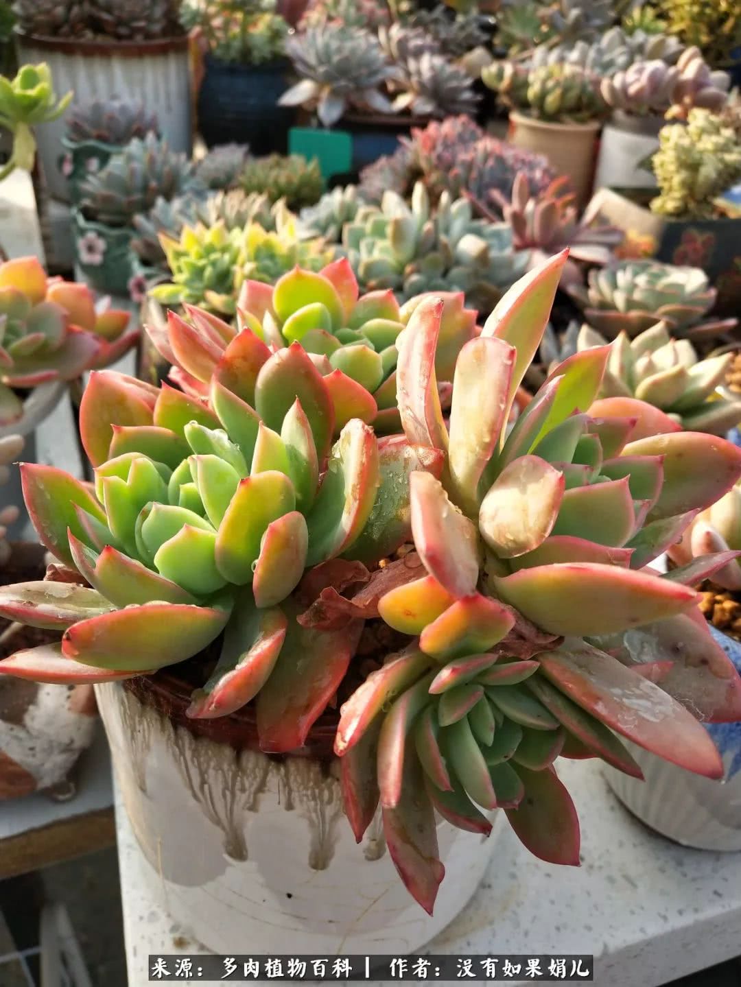 明人不说暗话，我为多肉而来！