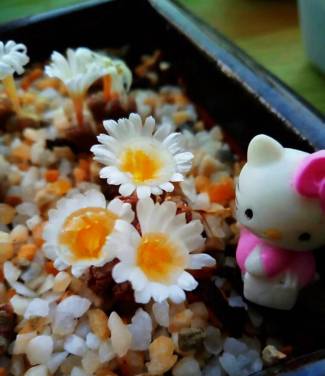 多肉生石花好看视频,多肉生石花开图