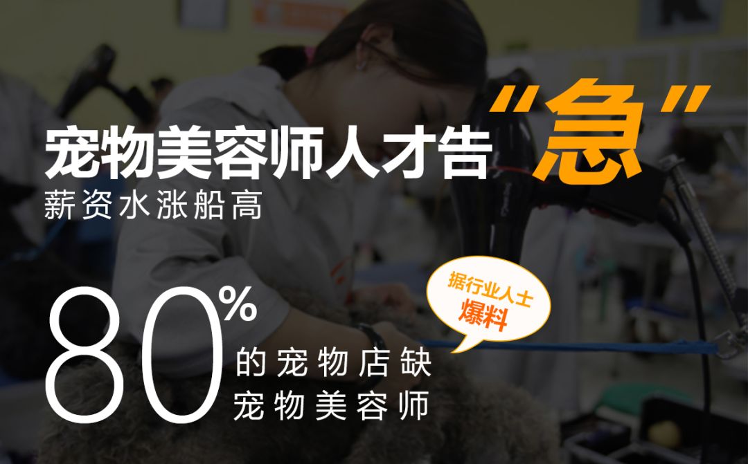 宠物猫粮销量上涨,猫粮一年卖9000万