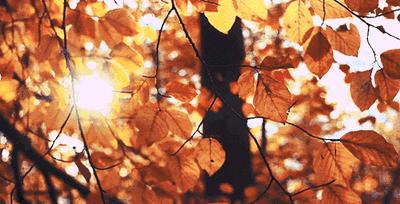 秋季约上三五好友一起去露营烧烤,来延边开始秋天的旅行