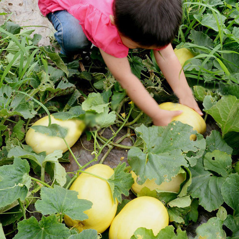 耐运输又好吃脆甜的甜瓜品种,甜瓜种植连续下雨天会不会裂瓜