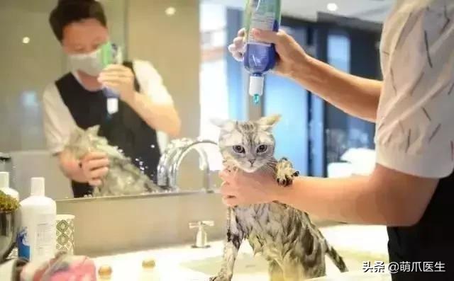 上海可带宠物入住的酒店推荐,怎么选宠物友好酒店房间