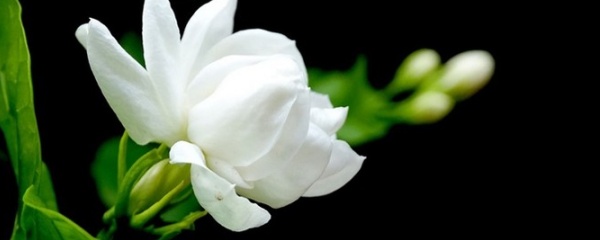 茉莉的叶子干卷了怎么办?