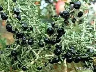 戈壁当中最常见的植物,在野外都能捡到的稀有植物