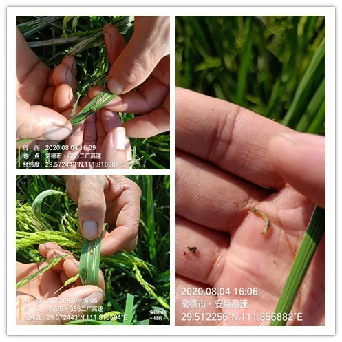 抗性稗草打不死怎么办,抗性超了怎么办