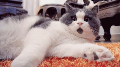 夏天猫咪中暑视频,炎炎夏日猫咪应该怎么安全度过