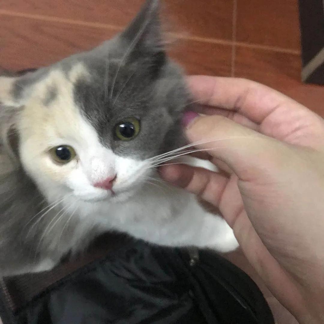 网约车猫咪托运,小猫可以用顺风车托运么