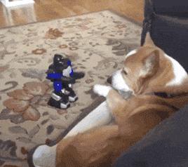 戴上了金箍就要放下七情六欲,今日萌图