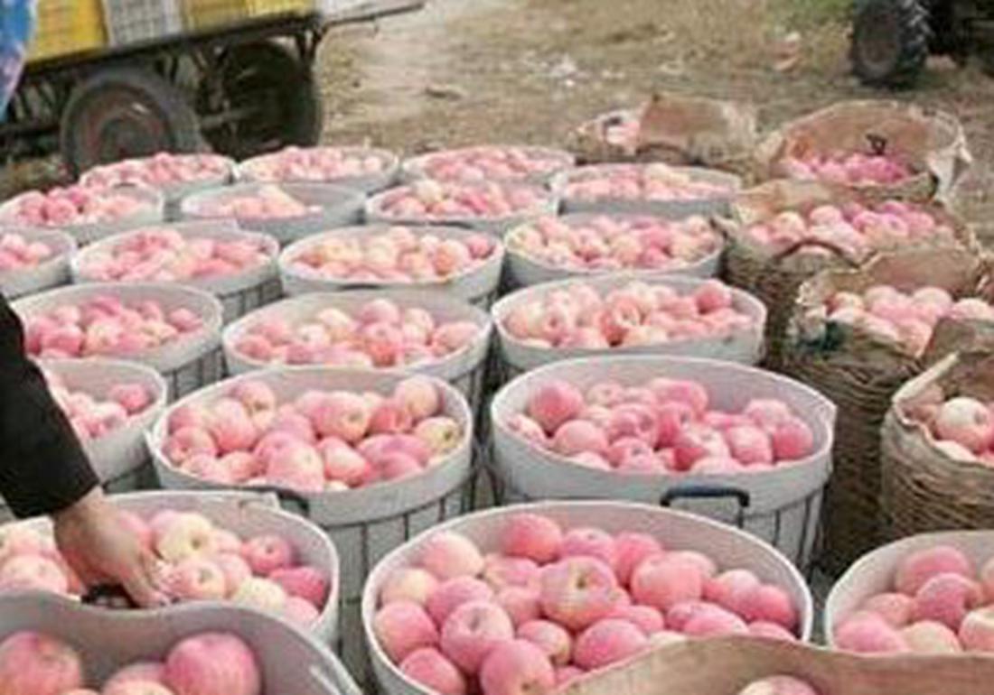 苹果老树管理技术,苹果树太旺直立生长怎么处理