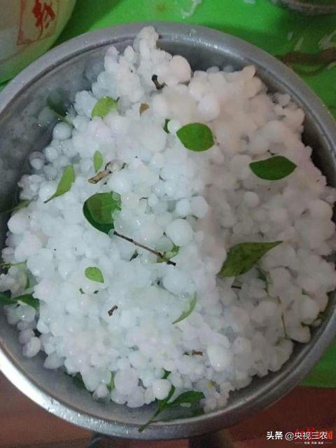 大冰雹过后农民手捧樱桃哭泣,冰雹果农哭了