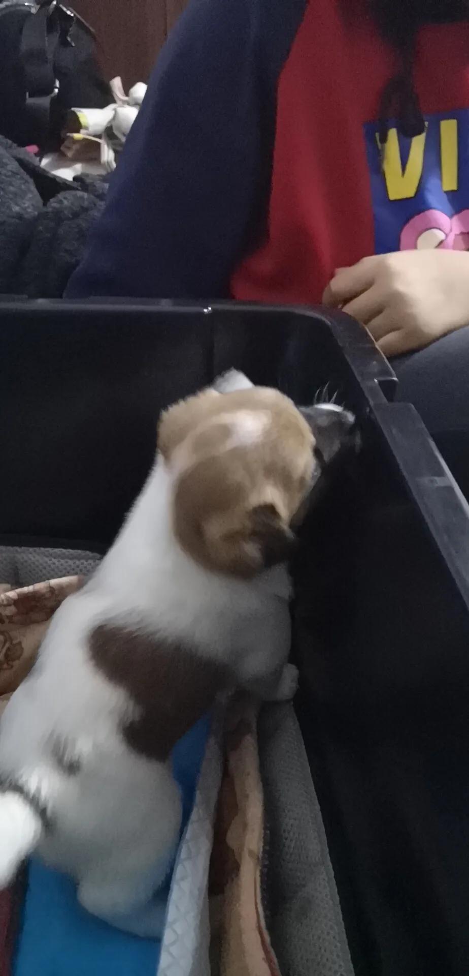 小黄是只流浪狗5之小狗仔们都找到新家啦