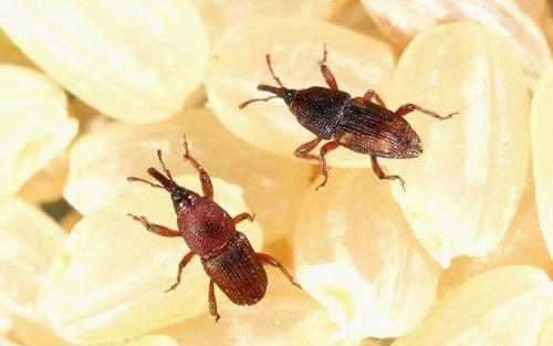 预防大米生虫的最好方法,米面生虫子家里有飞蛾怎么办