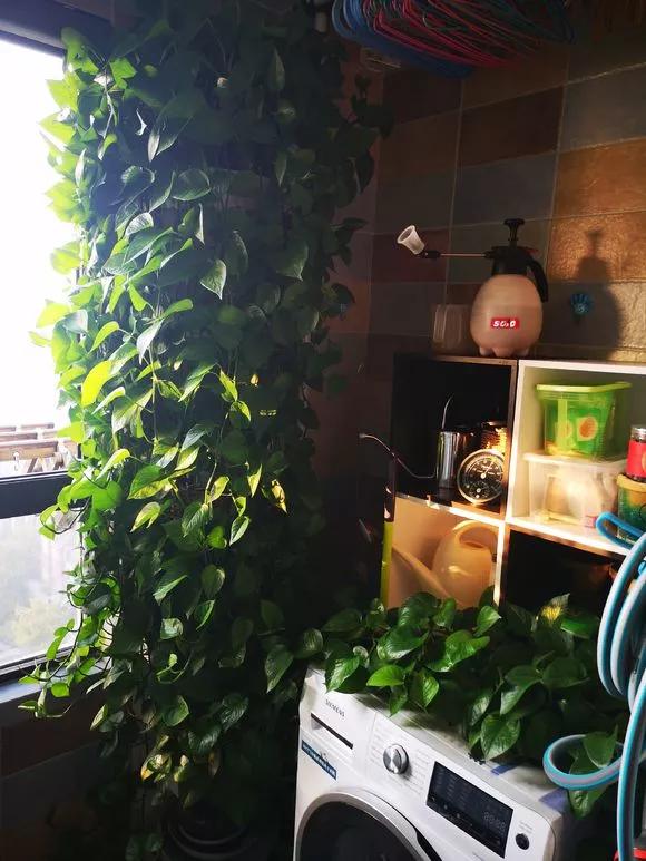 农村绿萝泛滥成灾,绿萝怎么防止烂根