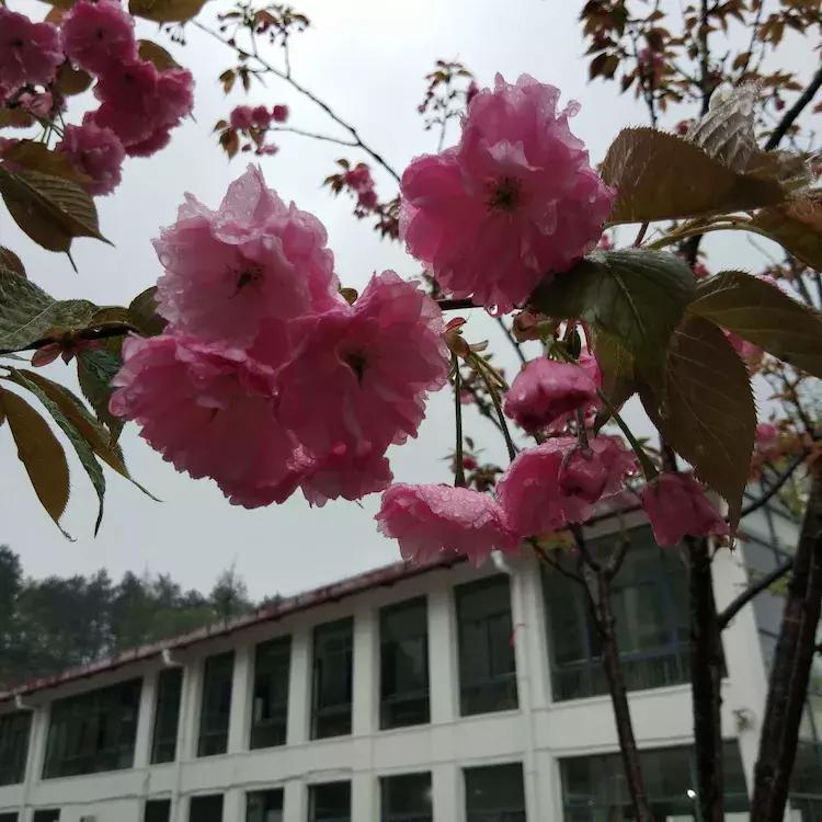 樱花雨飞儿乐队,樱花雨落