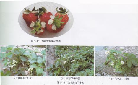 什么品种的草莓产量多又好吃又甜,什么草莓品种丰产又好吃