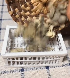 90后母亲被骗,90后妈妈因造假走红