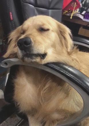 狗狗做梦的反应,原来隐藏了狗狗不同的心理