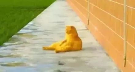 猫圈玄学,十橘九渣